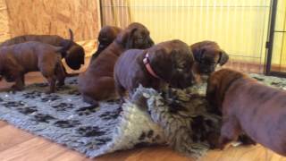 Hannoverscher Schweisshund puppies 4 weeks [upl. by Ayhtin]