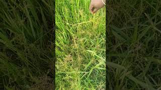 Paddy Weeds Kudamatta  Fimbristylis miliacea agriculture weeds [upl. by Essined]