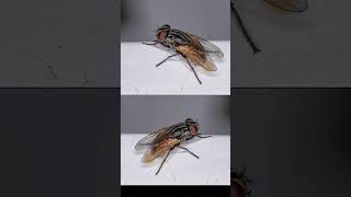 பச்சை ஈ  கருப்பு ஈ  green fly  black fly information tamil greenfly blackfly views millionair [upl. by Eromle]