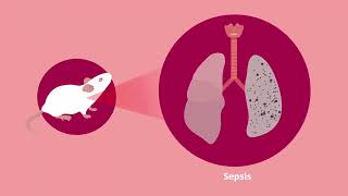 New Insights into Sepsis S1PR2s Role in Alleviating Lung Injury [upl. by Suirrad]