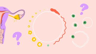 ZYKLUS – Follikel Eisprung Gelbkörper und Co [upl. by Htevi]