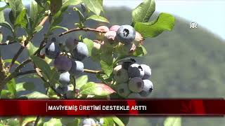 Maviyemiş üretimi destekle arttı [upl. by Ecnaret]