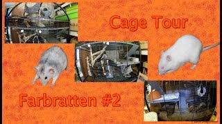 Cage Tour Farbratten 2 [upl. by Rumilly]