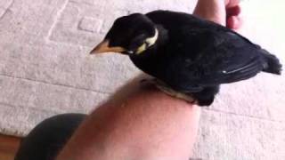 Mynah bird pecks dog [upl. by Muraida]