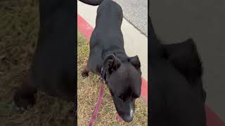 Grizzly A916038 austinanimalcenter labradorretriever dogs dog [upl. by Ecnav2]