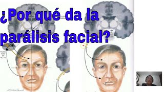 Neurociencia de la Parálisis Facial [upl. by Prentiss]