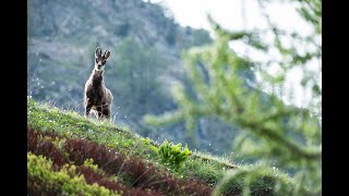 5 curiosità sul camoscio [upl. by Reid974]