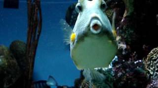 MOV cowfish [upl. by Reyotal]