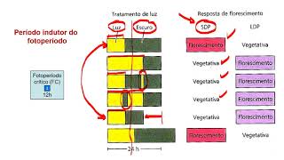 Fotoperiodismo3 1136 [upl. by Treharne]