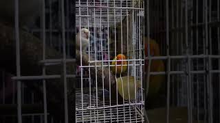 Amazing small parrot aviary [upl. by Eslud]