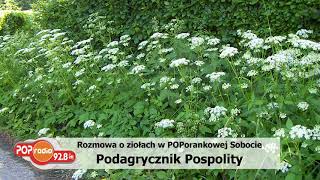 Podagrycznik pospolity  Rozmowa z zielarzem w POPradiu odc1 [upl. by Shargel]