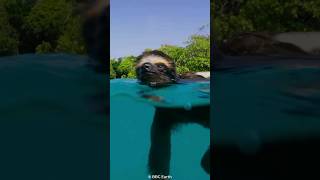 How Sloths Hold Their Breath for 40 Minutes😮 [upl. by Ensoll437]