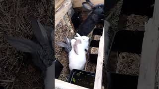 Радость утра rabbitry bunny rabbitfood animals rabbit cute кролики rabbitfarming [upl. by Attenhoj]