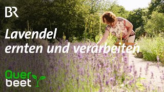 Lavendel Schneiden ernten verarbeiten [upl. by Goodrich]