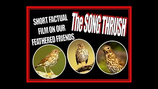 Song Thrush Short Factual Film About Our Feathered Friends SONG THRUSHES [upl. by Mazurek]