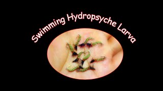 Fly Tying Session Swimming Hydropsyche Larva [upl. by Ennaehr240]