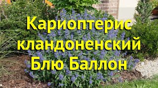 Кариоптерис Блю Баллон Краткий обзор описание характеристик caryopteris clandonensis Blue Ballon [upl. by Mahau]