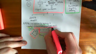 Introduction to Glutamate Receptors [upl. by Landri892]