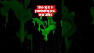 PeaVegetable GERMINATION Like Youve NEVER Seen Before [upl. by Zetrom]