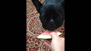 French Bulldog eating watermelon [upl. by Kraus473]