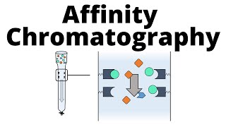 Affinity Chromatography [upl. by Nirrac]