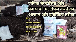 How to multiply npk bacteria pseudomonas beauveria in organic carbon lahsun ke liye best basle dose [upl. by Maddock]