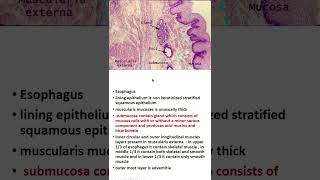 4 identification points of histology of esophagus shorts histology anatomy AnatomyHero [upl. by Calloway]