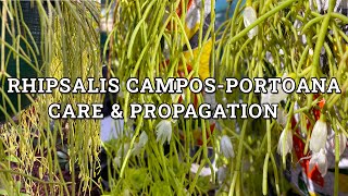 Rhipsalis camposportoana Mistletoe Cactus Care amp Propagation [upl. by Eilujna]