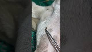 Ectoparasites in dogs animaldoctor [upl. by Savory]