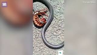 Giant centipede and snake battle to the death in a mesmerising struggle [upl. by Armitage286]