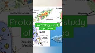 protozoology study of protozoa [upl. by Yedrahs496]