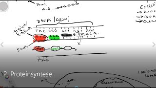 2 Proteinsyntese  Naturfag vg1 [upl. by Kitarp]