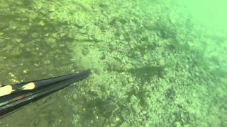 Spearfishing NJ  Flounder [upl. by Hahnert606]