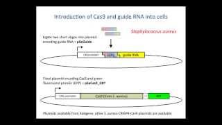 Genome editing with the CRISPRCas9 system [upl. by Hamrah]