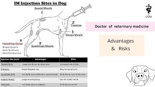 Intramuscular injection site in dog  IM injection sites their risks and advantages [upl. by Solracsiul]