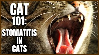 Cat 101 Stomatitis in Cats [upl. by Enelyar]