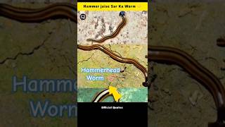 Hammerhead Worm 😱 shorts [upl. by Lindell]