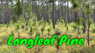 Longleaf Pines Pinus palustris In Habitat [upl. by Jorgan528]