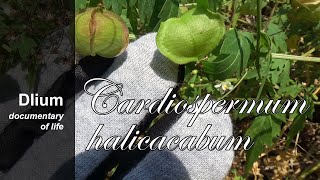 Lesser balloon vine Cardiospermum halicacabum  part 1 [upl. by Arlina]