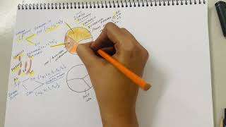 Nerves of the Lower Limb 2 [upl. by Ativahs]