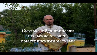 Сколько Мёда принесли отводки с материнками сформированные во второй декаде июля Купить Бакфаст [upl. by Bella]