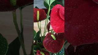 Pour 1 spoonIt makes anthurium grow quicklygrow hundreds flower stemsanthuriumplantsshorts [upl. by Odidnac]