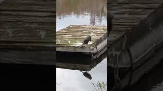 1192 anhinga bird business southern Florida [upl. by Ennaear897]