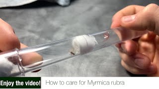 How to care for Myrmica rubra [upl. by Ahseik848]