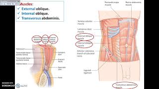 Overview of Abdomen 1  Layers of Anterior Abdominal Wall  Dr Ahmed Farid [upl. by Lipcombe]