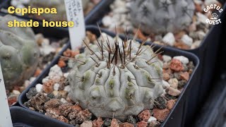 Hard growing Copiapoa in Oceanside California cactusquest copiapoa [upl. by Esertap]