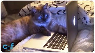 Cat Watches Videos on Laptop for Two Hours [upl. by Tioneb982]