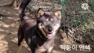 잘생긴 호동2 엄마막둥이 안색 어떤가요Korean Jindo Dog 🐕 [upl. by Deehsar666]