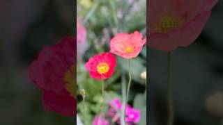 Blooming Poppies  Iceland Poppy  AshasRealm youtubeshorts shorts flowers [upl. by Marguerite395]