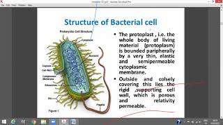 Bacterial cell structure Part I [upl. by Mad]